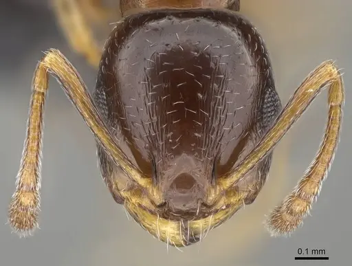 Temnothorax tyndalei - KG01543-2