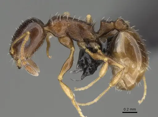 Temnothorax tyndalei - KG01543-2