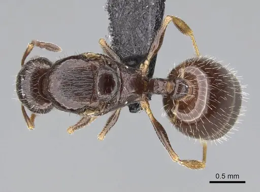Temnothorax tyndalei - KG01543-3