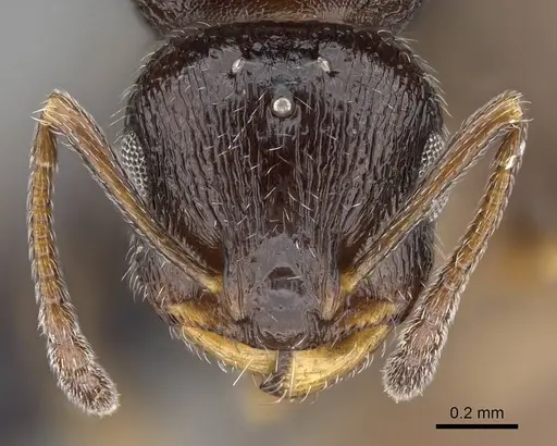 Temnothorax tyndalei - KG01543-3