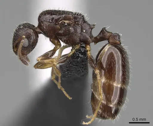 Temnothorax tyndalei - KG01543-3