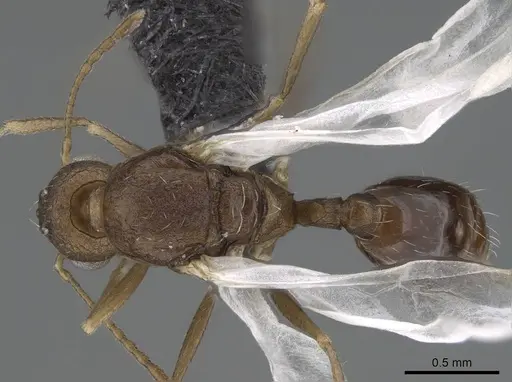 Temnothorax tyndalei - KG01543-4