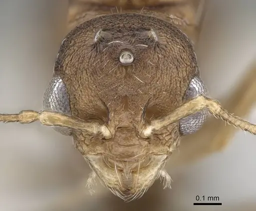 Temnothorax tyndalei - KG01543-4