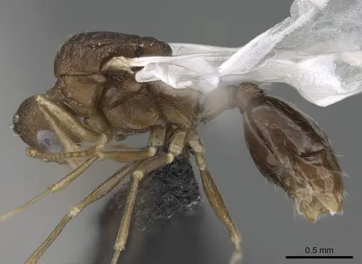 Temnothorax tyndalei - KG01543-4