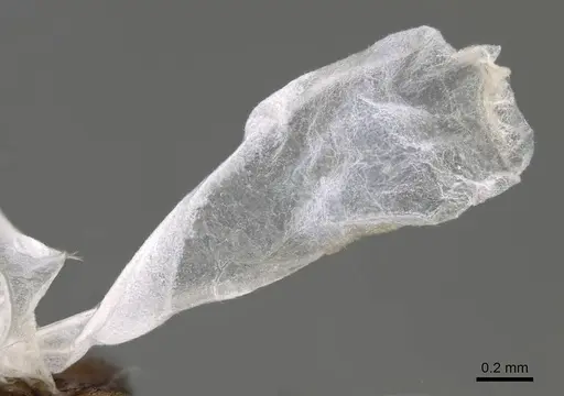 Temnothorax tyndalei - KG01543-4