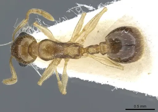 Temnothorax universitatis specimen
