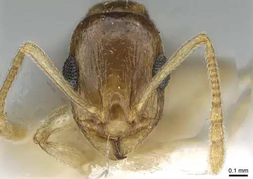 Temnothorax universitatis specimen