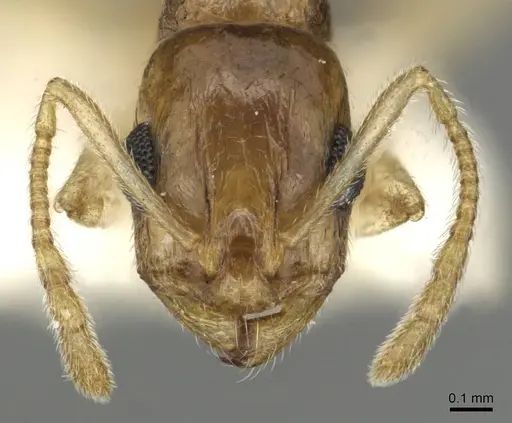 Temnothorax universitatis - CASENT0915389