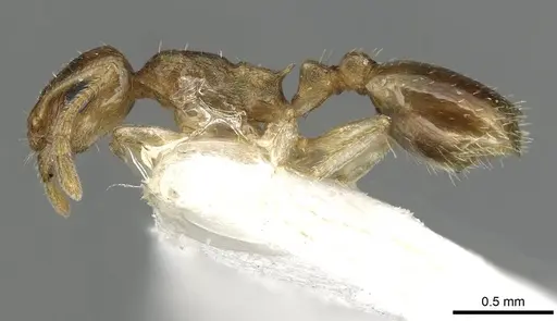 Temnothorax universitatis - CASENT0915389