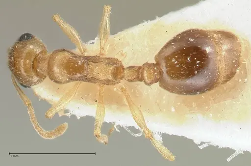 Temnothorax universitatis - FOCOL1811-1