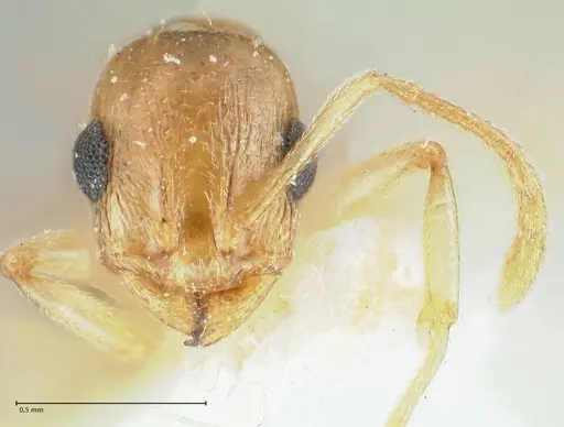 Temnothorax universitatis - FOCOL1811-1