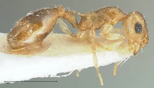 Temnothorax universitatis - FOCOL1811-1