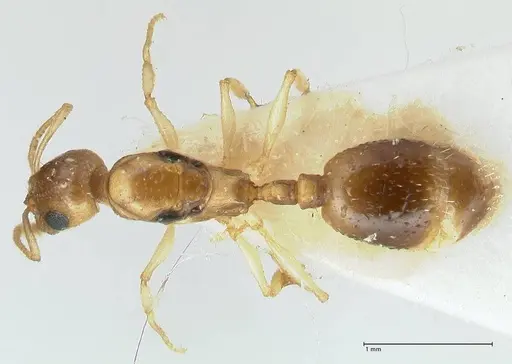 Temnothorax universitatis - FOCOL1811-2