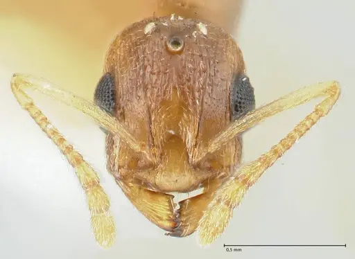 Temnothorax universitatis - FOCOL1811-2