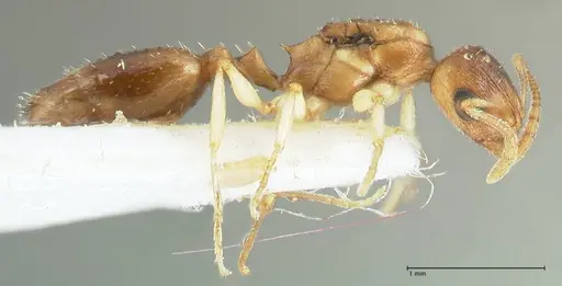 Temnothorax universitatis - FOCOL1811-2