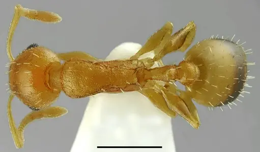 Temnothorax variabilis specimen