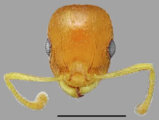 Temnothorax variabilis specimen