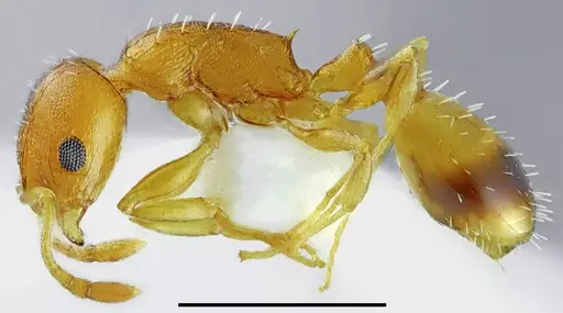 Temnothorax variabilis specimen