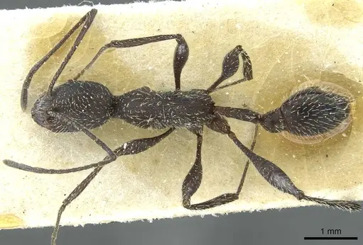 Temnothorax versicolor specimen
