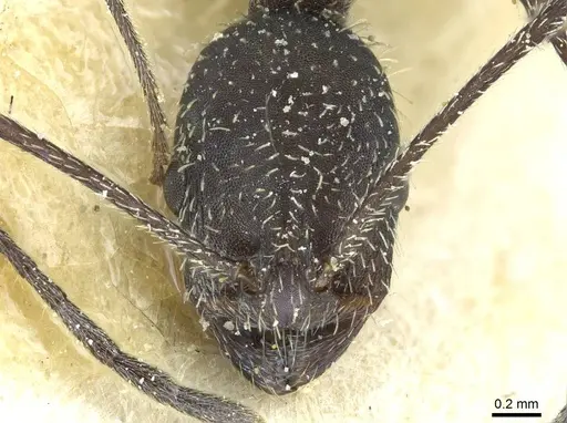 Temnothorax versicolor specimen