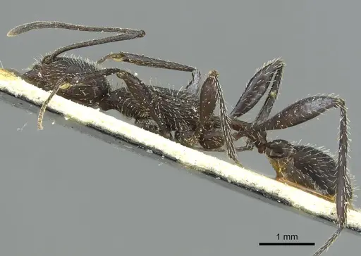 Temnothorax versicolor specimen