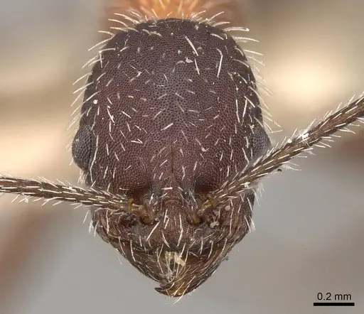 Temnothorax versicolor - CASENT0914180