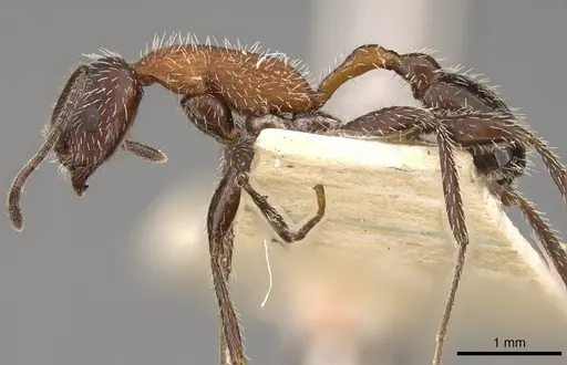 Temnothorax versicolor - CASENT0914180