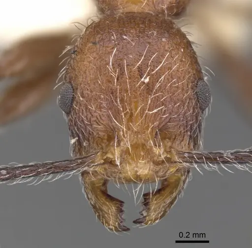 Temnothorax villarensis specimen