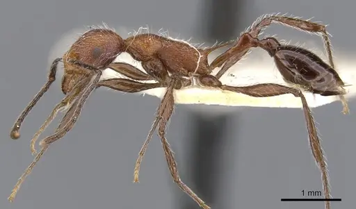 Temnothorax villarensis specimen