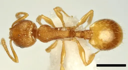 Temnothorax vivianoi specimen