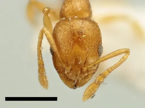 Temnothorax vivianoi specimen