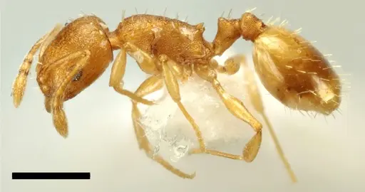 Temnothorax vivianoi specimen