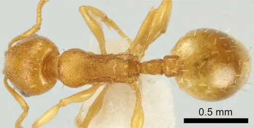 Temnothorax vivianoi - ANTWEB1041552