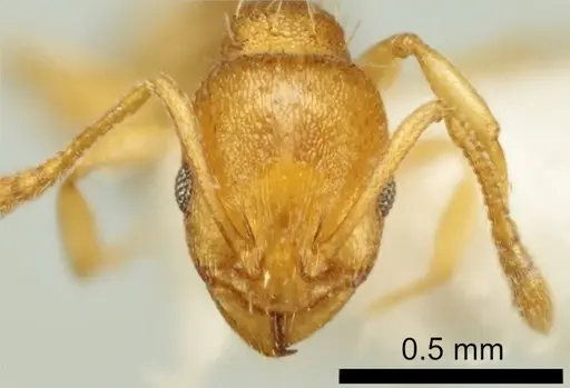 Temnothorax vivianoi - ANTWEB1041552