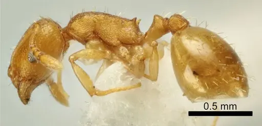 Temnothorax vivianoi - ANTWEB1041552