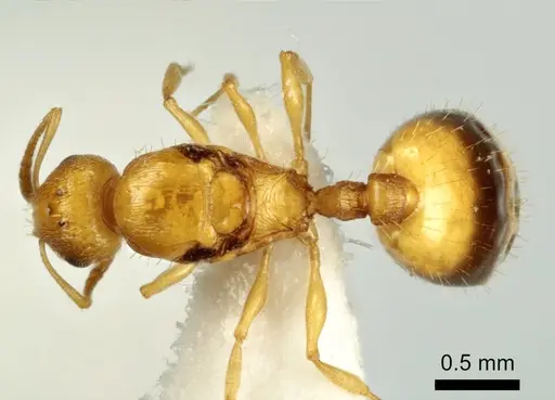 Temnothorax vivianoi - ANTWEB1041553