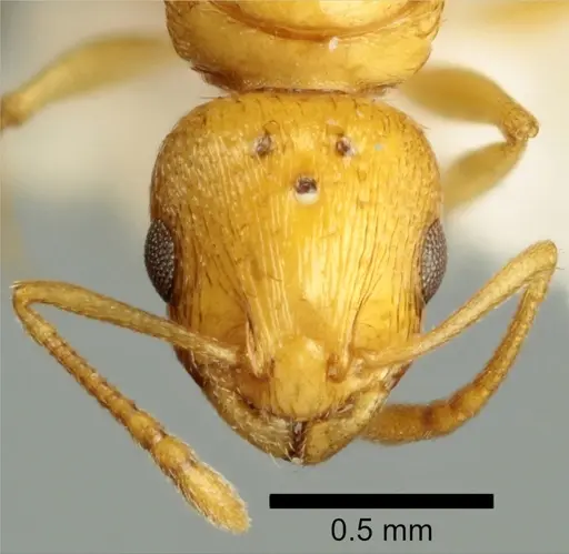 Temnothorax vivianoi - ANTWEB1041553