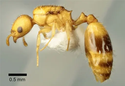 Temnothorax vivianoi - ANTWEB1041553