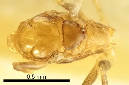 Temnothorax vivianoi - ANTWEB1041554