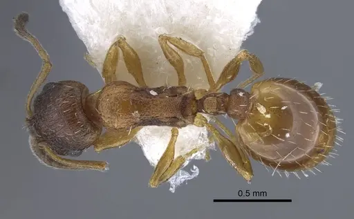 Temnothorax volgensis specimen