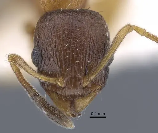Temnothorax volgensis specimen