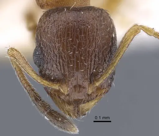 Temnothorax volgensis specimen