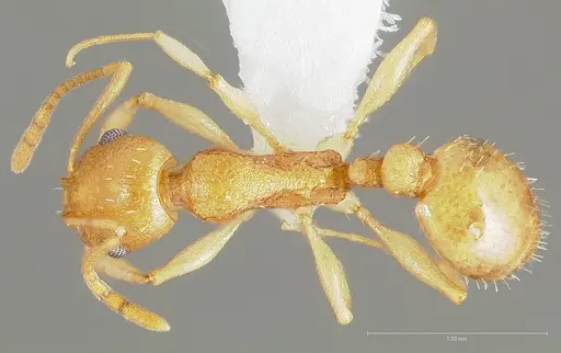 Temnothorax wardi specimen