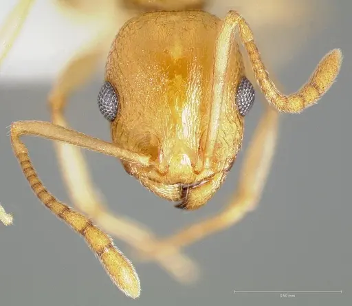 Temnothorax wardi specimen