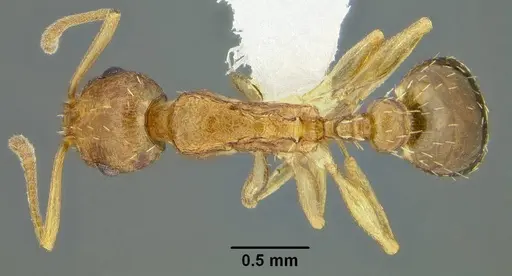 Temnothorax wardi - CASENT0339315