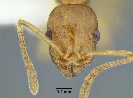 Temnothorax wardi - CASENT0339315