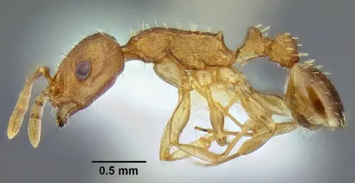 Temnothorax wardi - CASENT0339315