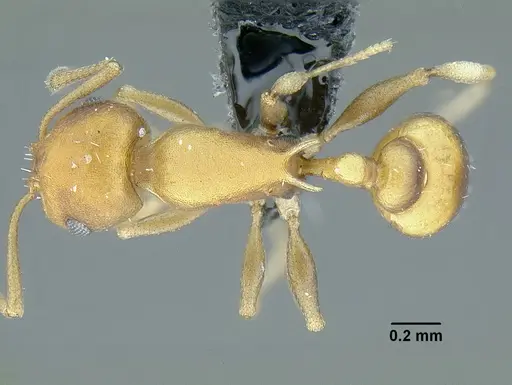 Temnothorax wettereri specimen