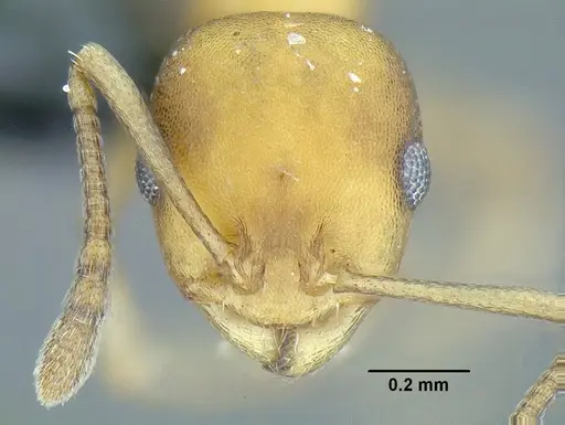 Temnothorax wettereri specimen