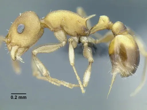 Temnothorax wettereri specimen